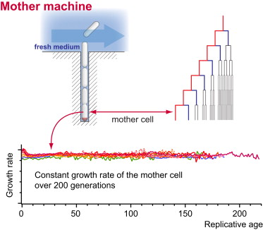 Mother Machine