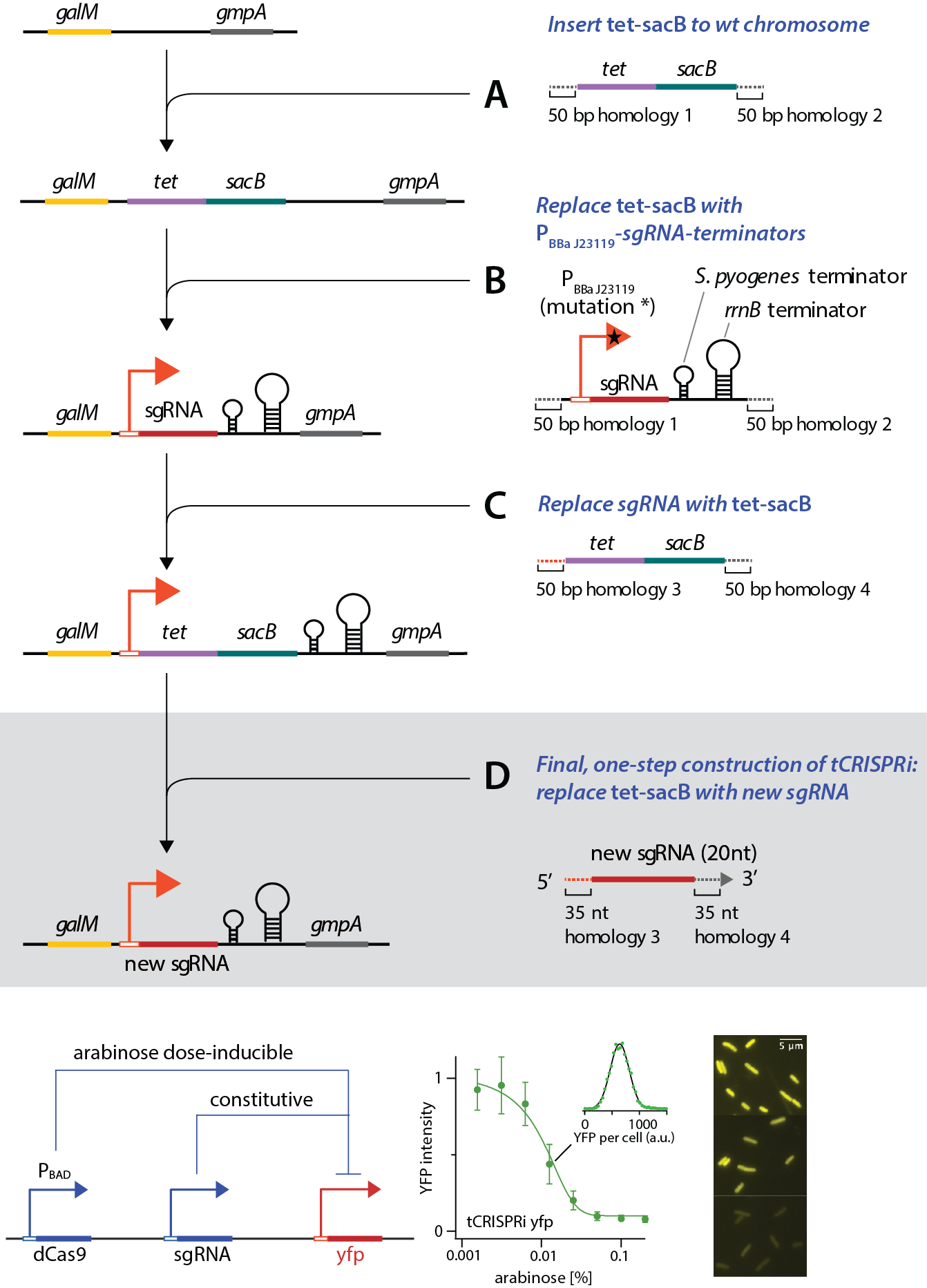 tCRISPRi_schematics